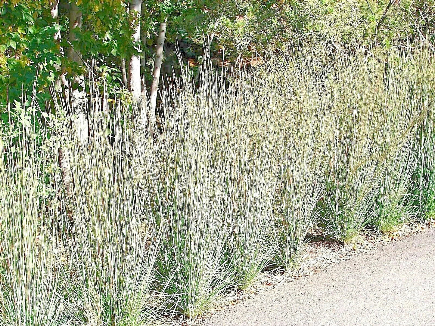 Little Bluestem Seeds - 500+ Count Native Prairie Grass Ornamental Perennial Schizachyrium scoparium