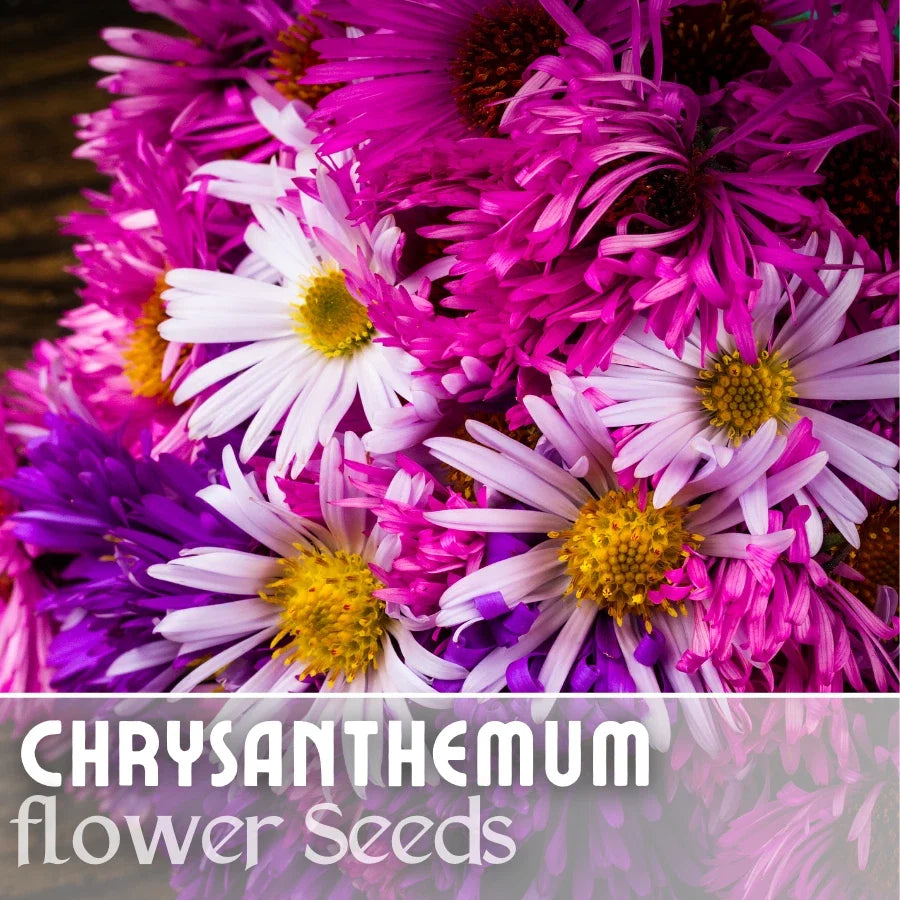 Easter Mix Mum Chrysanthemum Seeds - 200+ Annual Flower Seeds for Gardens, Borders & Containers - Vibrant Colors, Attract Pollinators