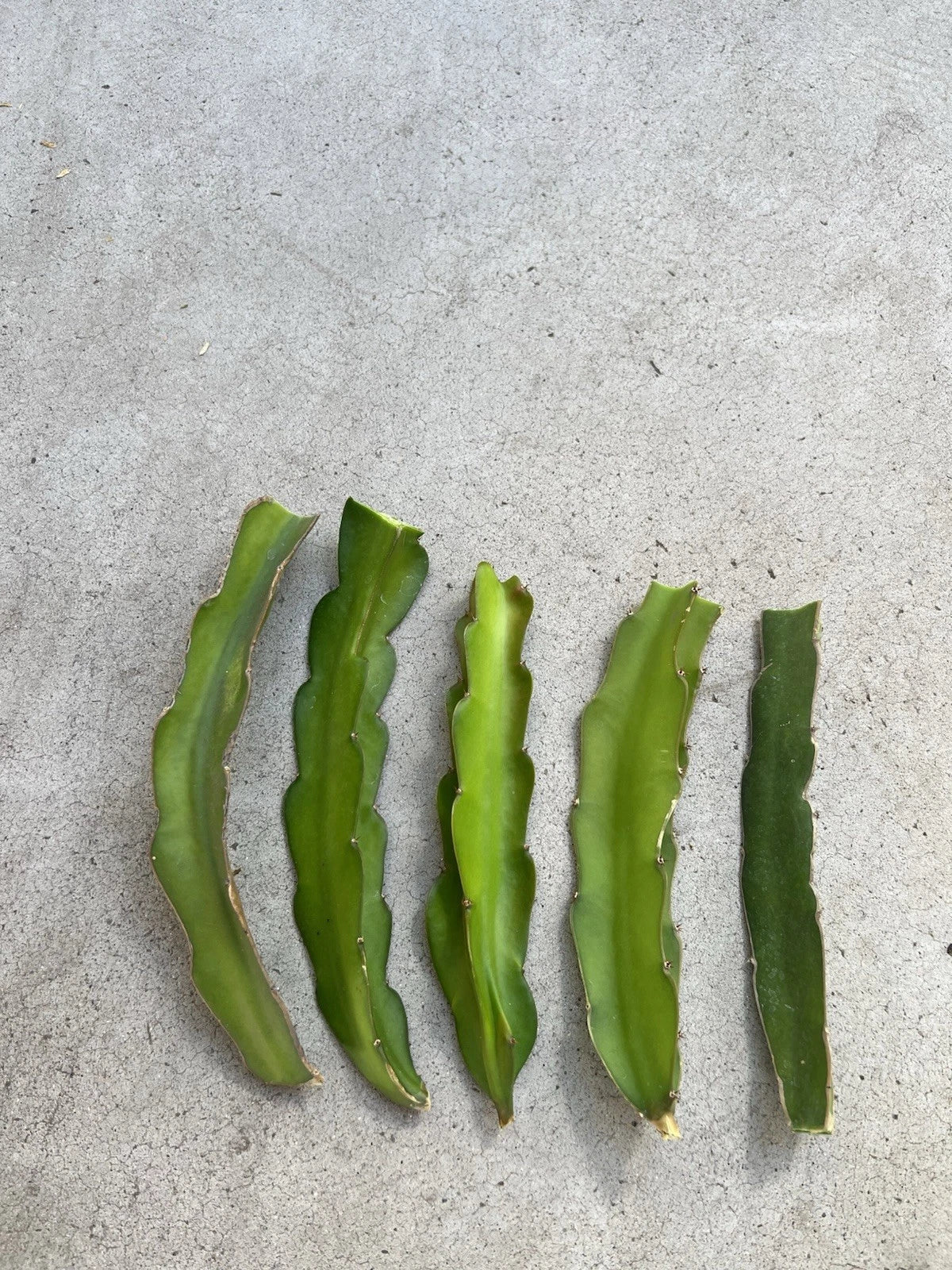 5 Pcs White Pitaya Dragon Fruit Cuttings – Hylocereus undatus, Ready to Plant, 8 Inches, Cactus, Tropical Fruit, Climbing Plant