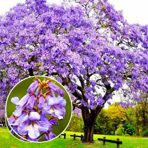 Empress Tree Seeds - 300+ Paulownia tomentosa Seeds for Fast Growth & Ornamental Gardening
