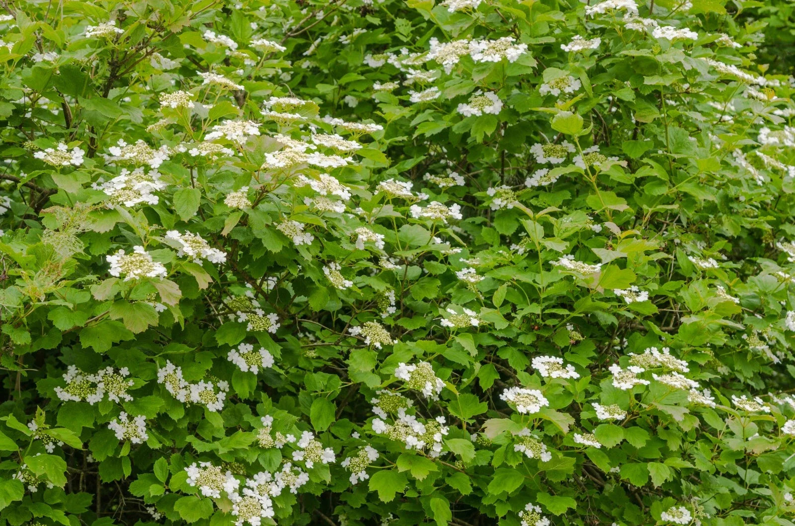 Linden Berry Shrub Seeds - Cardinal Candy Variety - Tilia americana - Deciduous Shrub for Garden, Fruit, and Pollinator Attractant