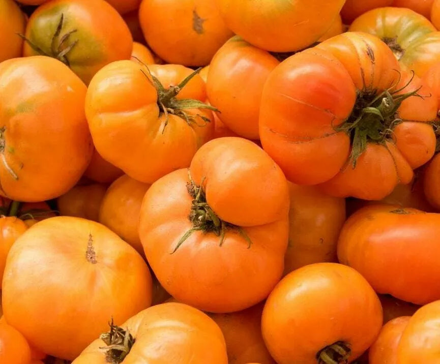 Amana Orange Tomato Seeds 100+ Count Indeterminate Vegetable Seeds Solanum lycopersicum