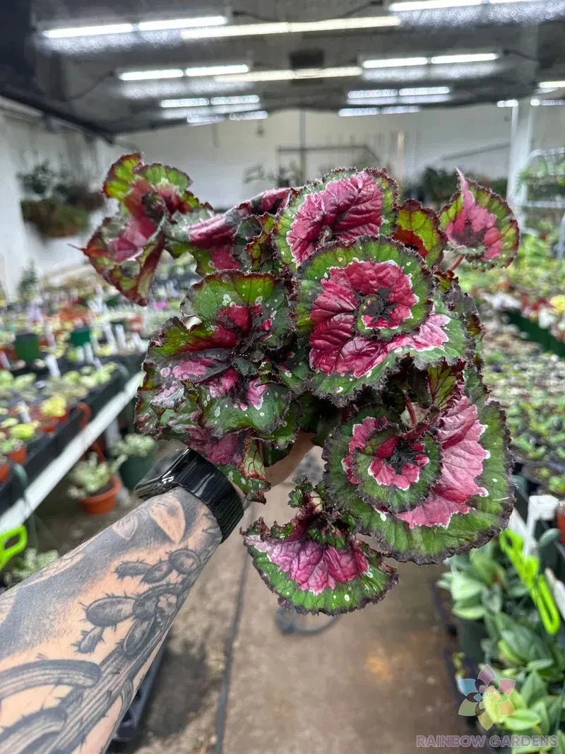 Paso Doble Begonia Seeds - 25+ for Garden & Containers - Begonia x tuberhybrida - Red & White Flowers