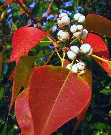 Chinese Tallow Tree Live Plants 1ft Bare Root Triadica sebifera Ornamental Shade Tree 3 Pack