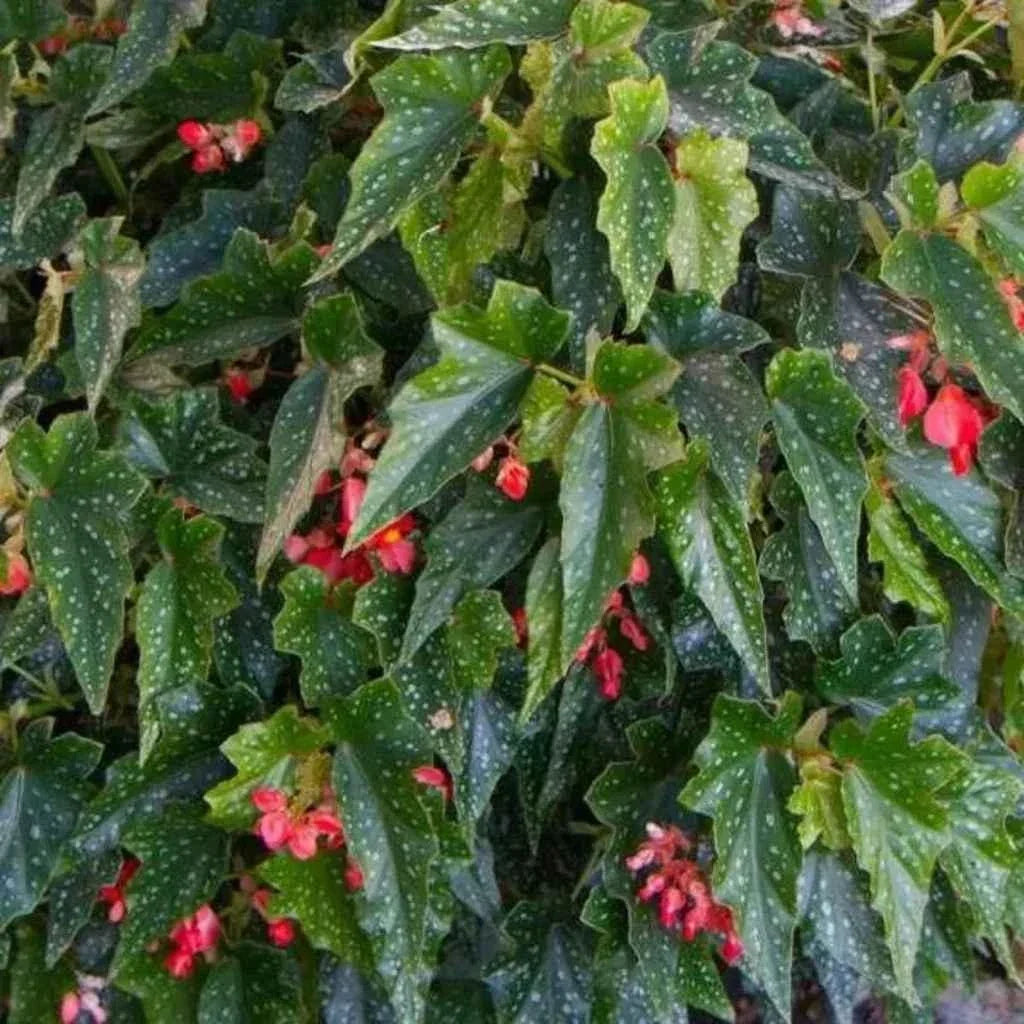 Angel Wing Begonia Lois Burke Rooted Starter Plant for Indoor Gardening