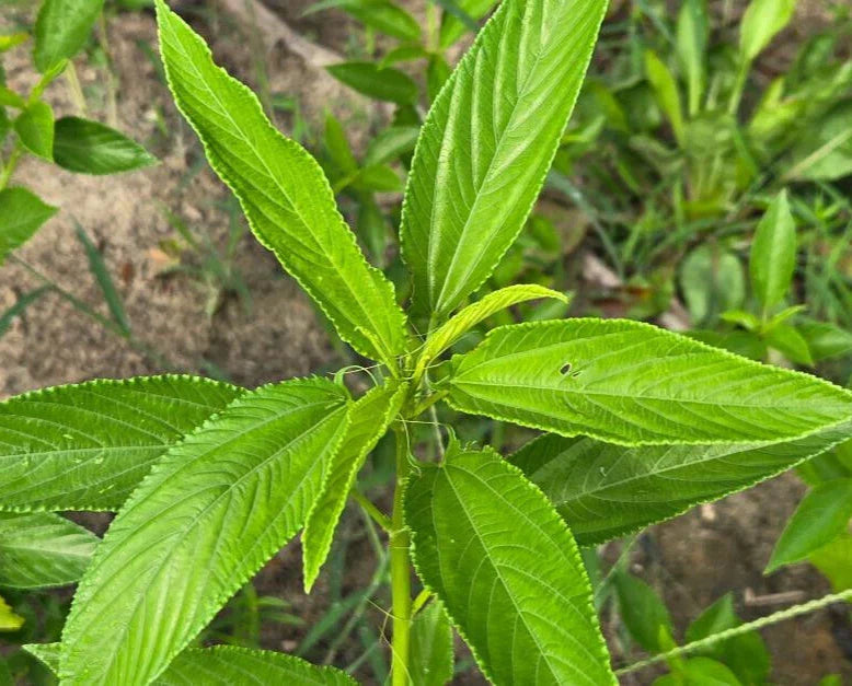 Egyptian Spinach Seeds 25 Pack - Molokhia for Florida Gardens - Chill Hill Farms