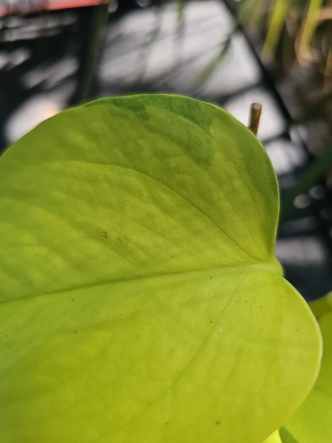 Rooted Neon Pothos Plant 2.5" Pot - Dark Green Variegated Epipremnum aureum Indoor Vine