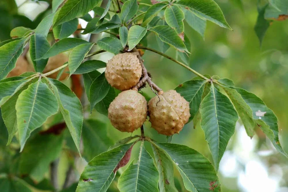 Buckeye Tree Seeds for Planting, Native Ohio State Tree, Aesculus glabra, Deciduous Tree Seeds, 2 Pack