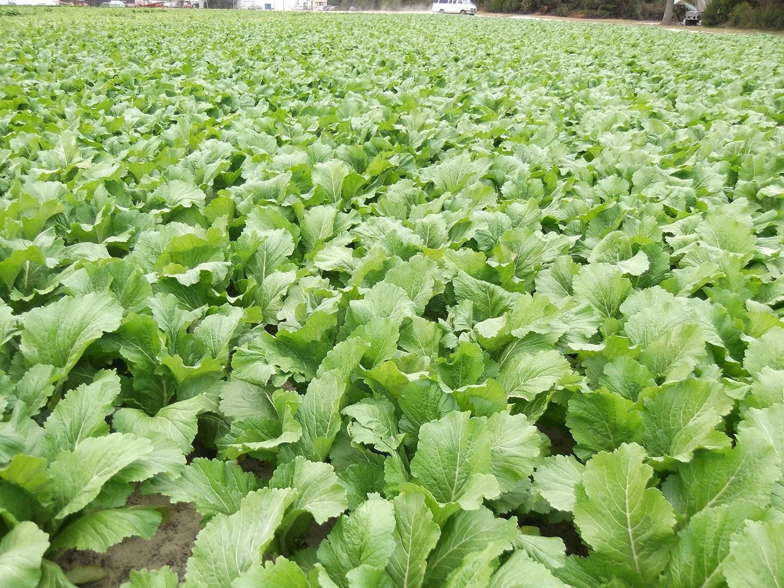 Florida Broadleaf Mustard Greens Seeds – Fast Growing, Heat & Cold Tolerant, Non-GMO Brassica juncea