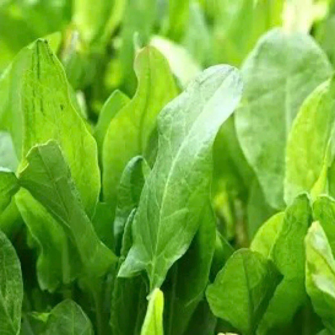 Large Leaf Sorrel Seeds 600+ Count | Hardy Perennial Herb Rumex acetosa USA Grown