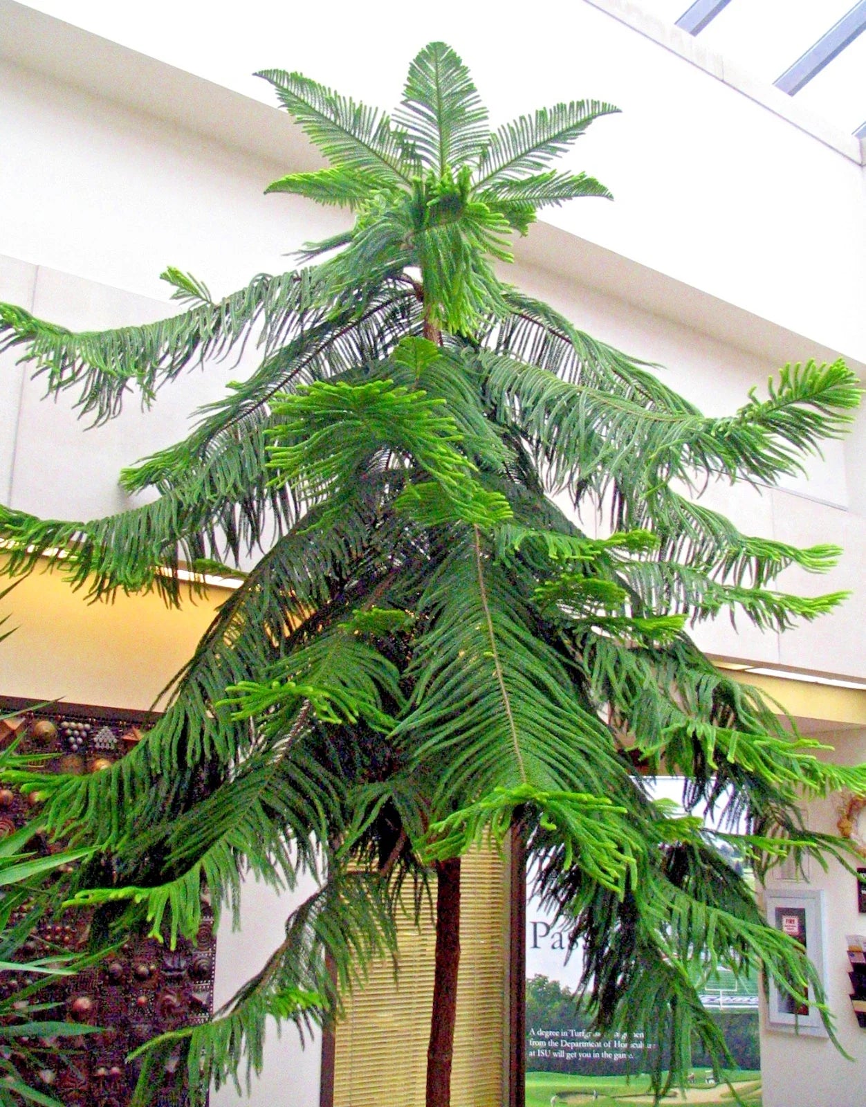 Norfolk Island Pine Seeds - Indoor Christmas Tree, Araucaria excelsa, Houseplant Seeds for Indoor Gardening & Holiday Decor
