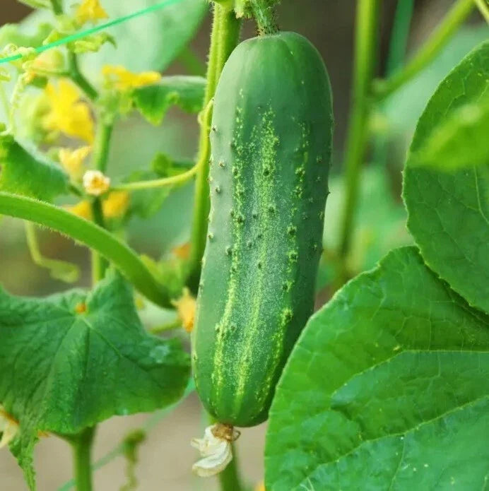 Live Cucumber Plants in 4-Inch Pots – Cucumis sativus, Vining, Green Foliage, Full Sun, Starter Plants