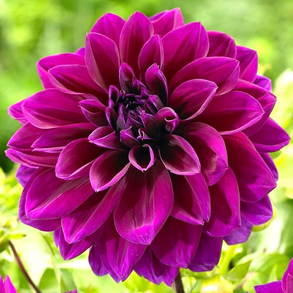 Dahlia Thomas Edison Tuber - Purple Decorative Flower Bulb, Full Sun, Deer Resistant, 7-8 Inch Blooms, Zones 3-10
