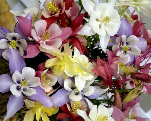 Columbine Seeds Mix - 401 All Colors & Varieties - Aquilegia Shade-Loving Flowers for Garden, Borders & Containers