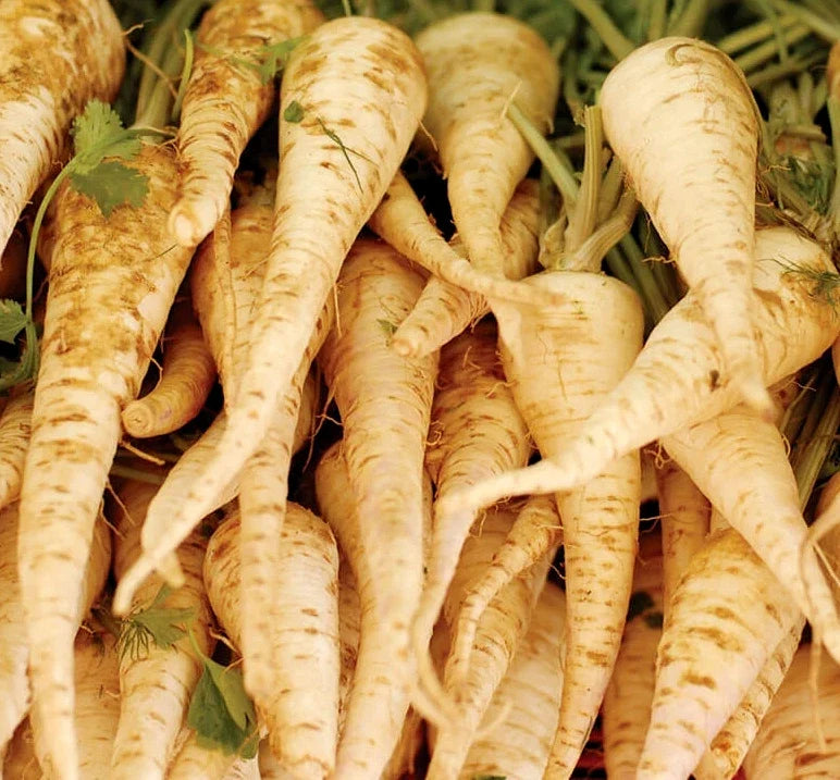 Harris Early Model Parsnip Seeds | White Root Vegetable Seeds | Daucus carota | Non-GMO, Easy to Grow, 200 Seeds