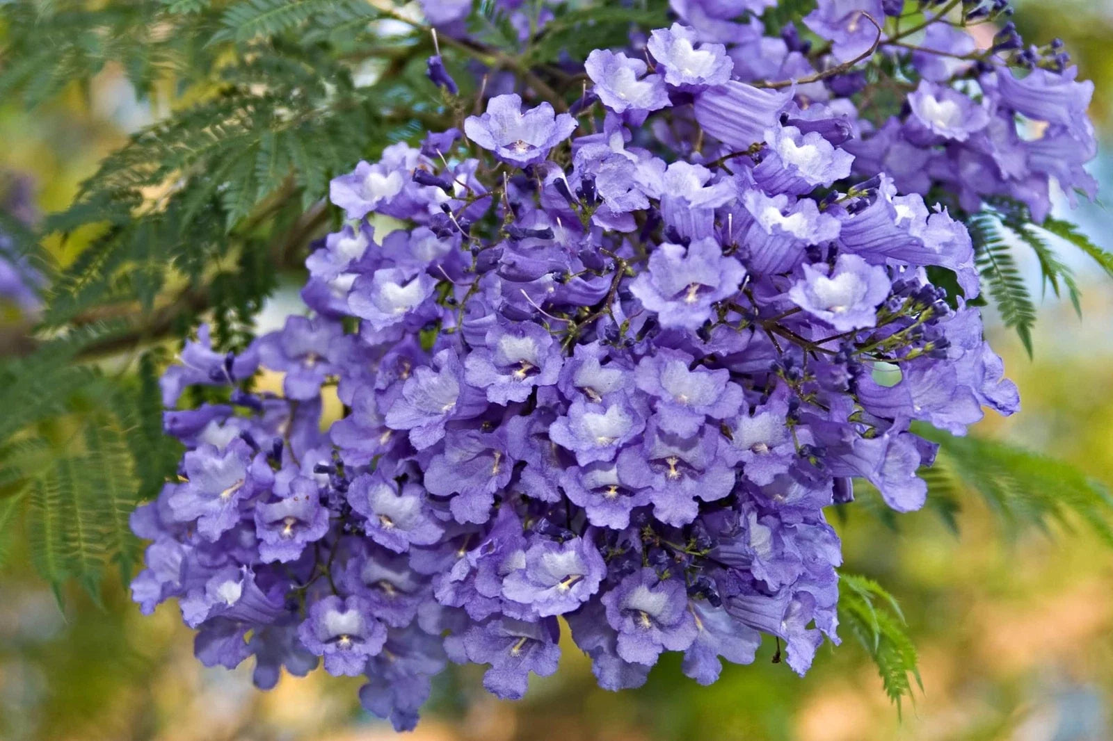 Blue Jacaranda Tree Seeds - 50 Pack, Jacaranda mimosifolia, Stunning Blue Flowers, Ornamental Tree, Full Sun, Made in USA