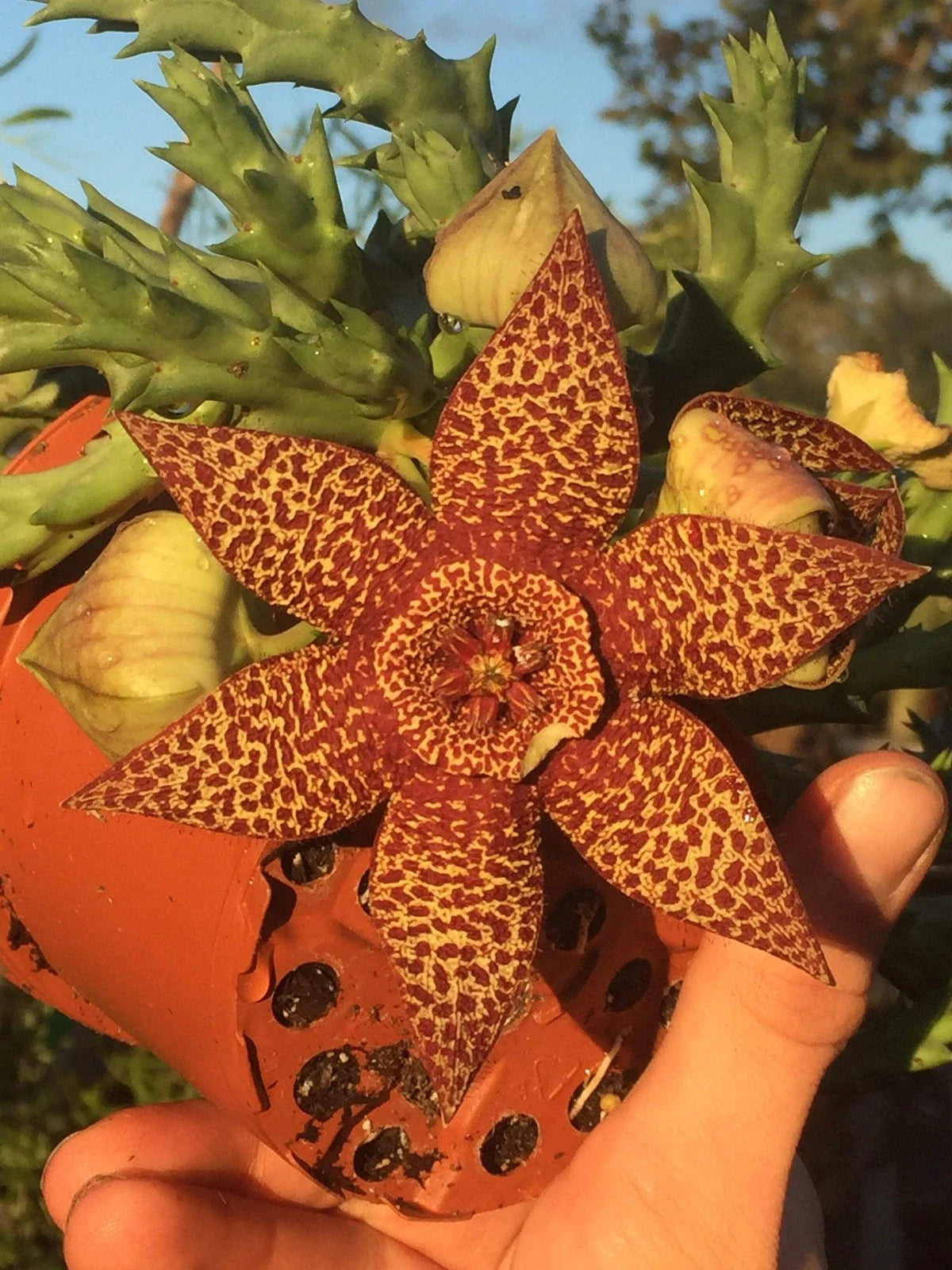 Orbea Lepida Succulent Plant 3.5" Potted Stapelia Lepida Easy-Care Indoor Outdoor