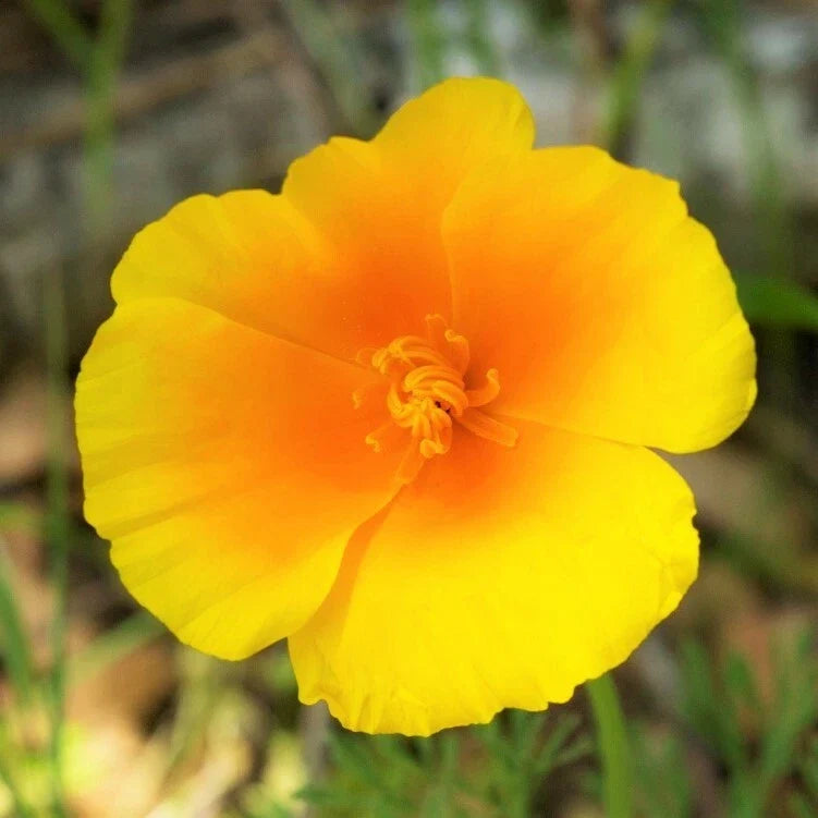 California Poppy Seeds | Yellow Gold Perennial Flower Seeds | Eschscholzia californica | Easy to Grow, Drought Tolerant, Wildflower Garden