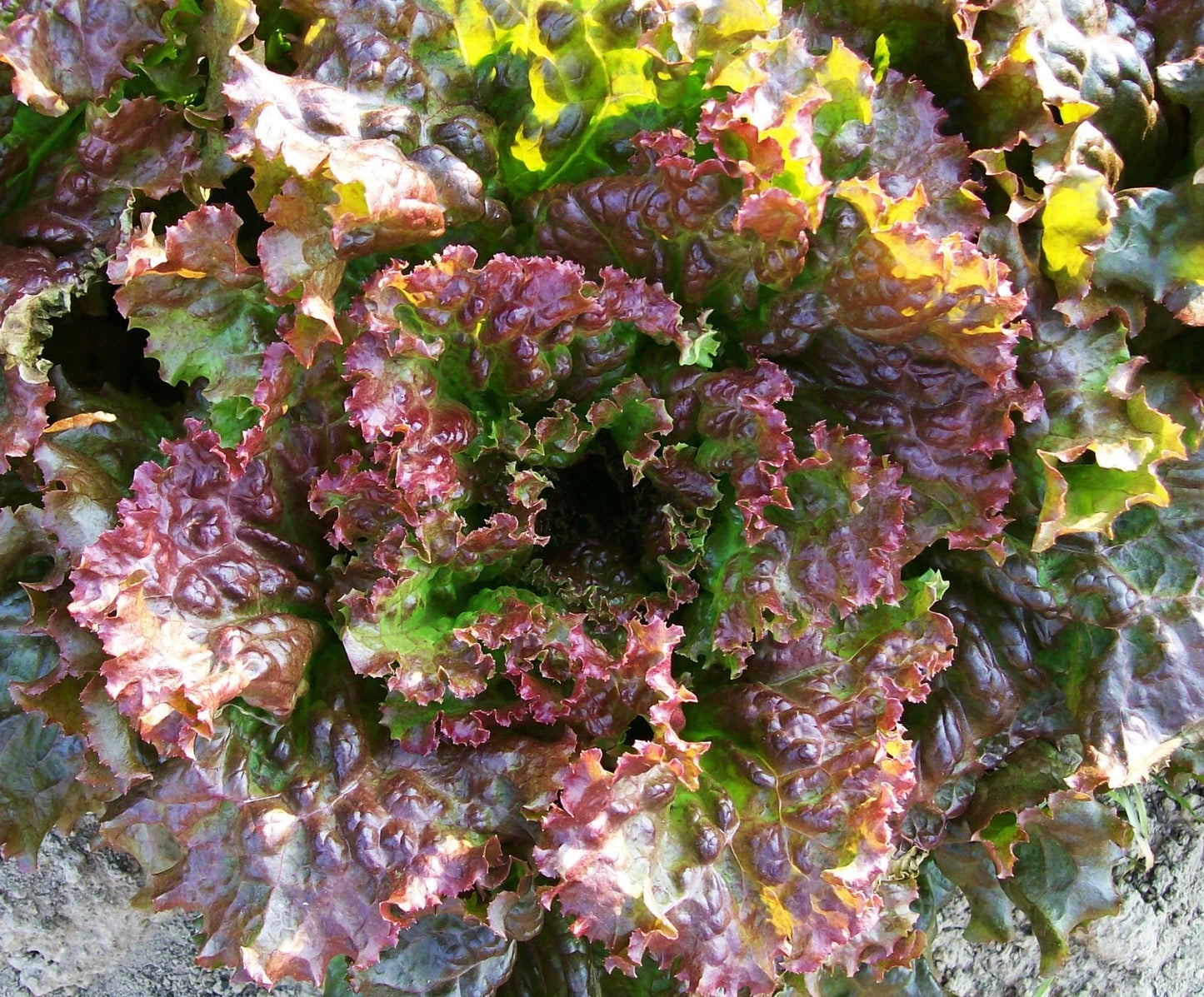Premium Red Sails Lettuce Seeds - Loose Leaf, Non-GMO, 4g, Lactuca sativa, Ideal for Home Gardening & Vegetable Gardens