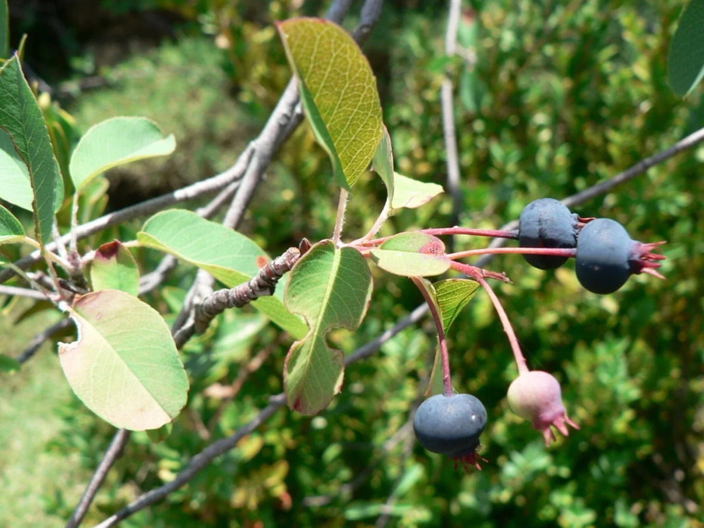 Snowy Serviceberry Seeds - Amelanchier ovalis Fruit Shrub, Edible Berries, 20 Seeds for Planting, Wildlife Attractant