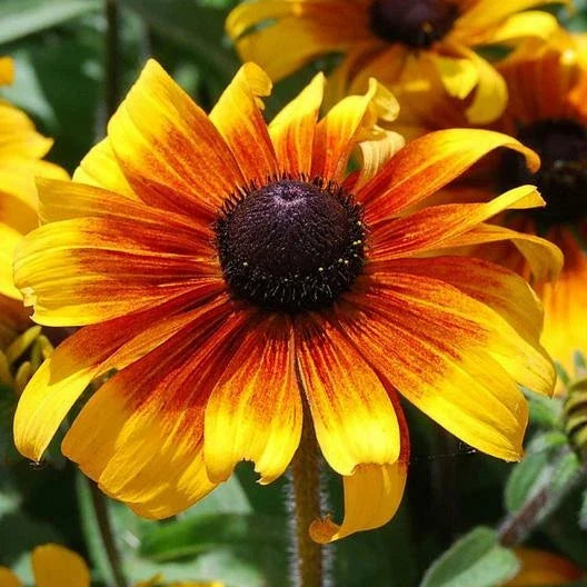 Black Eyed Susan Seeds - 500 Non-GMO Heirloom Rudbeckia hirta Dwarf Perennial for Gardens & Containers