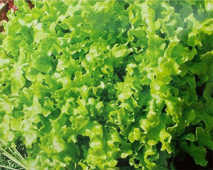 Salad Bowl Lettuce Seeds - Organic Lactuca sativa for Home Gardening, Loose-Leaf, Bushy, Easy to Grow Seed Packet