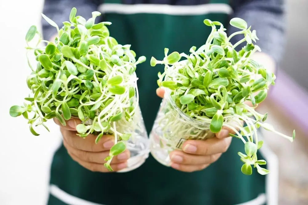 Sunflower Sprout Seeds 200 Count for Indoor Growing - Helianthus annuus Non-GMO Sprouting Seeds