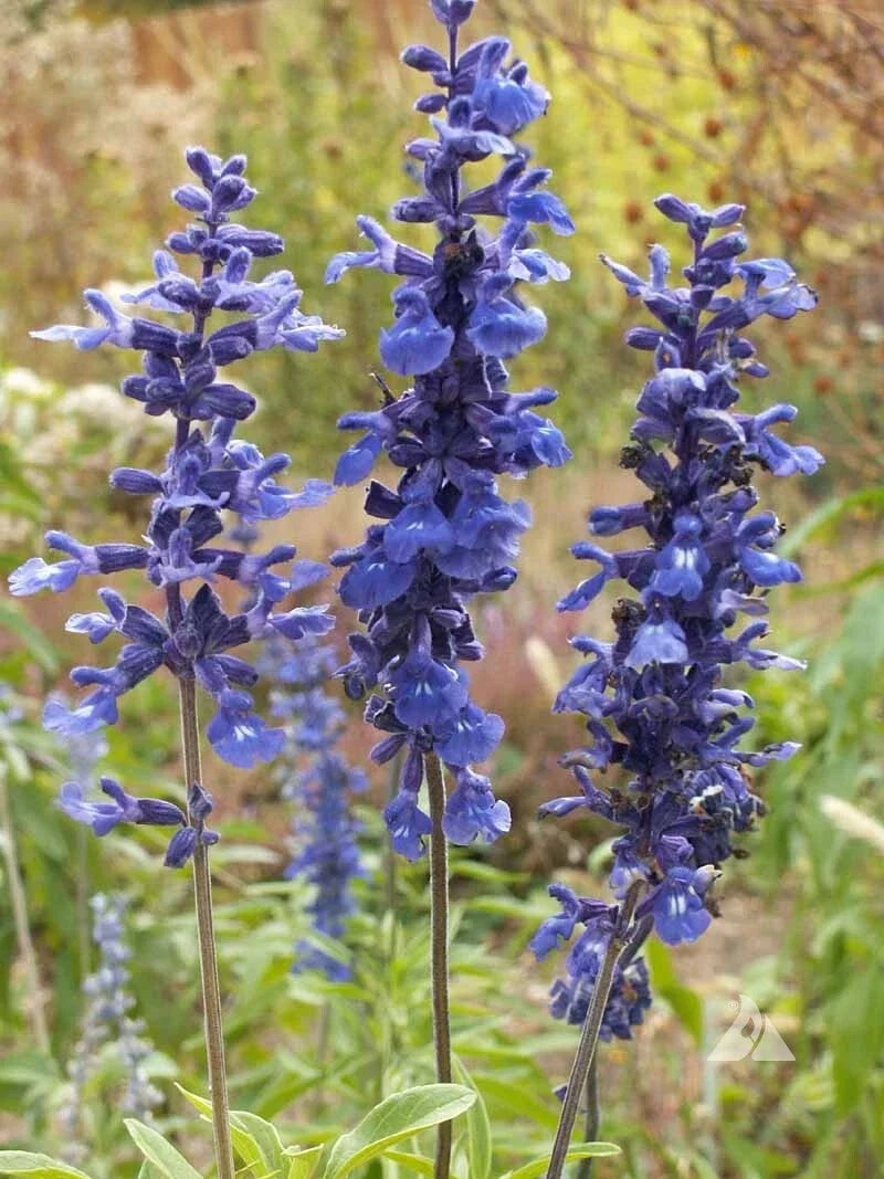 Sage Blue Salvia Perennial Seeds – Attracts Hummingbirds & Butterflies – Salvia nemorosa – 300+ Non-GMO Seeds