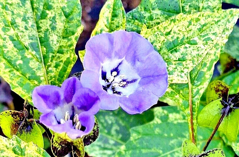 Nicandra Splash of Cream Seeds - 100 Count, Shoo-Fly Plant, Variegated Foliage, Nicandra phthalodes var.
