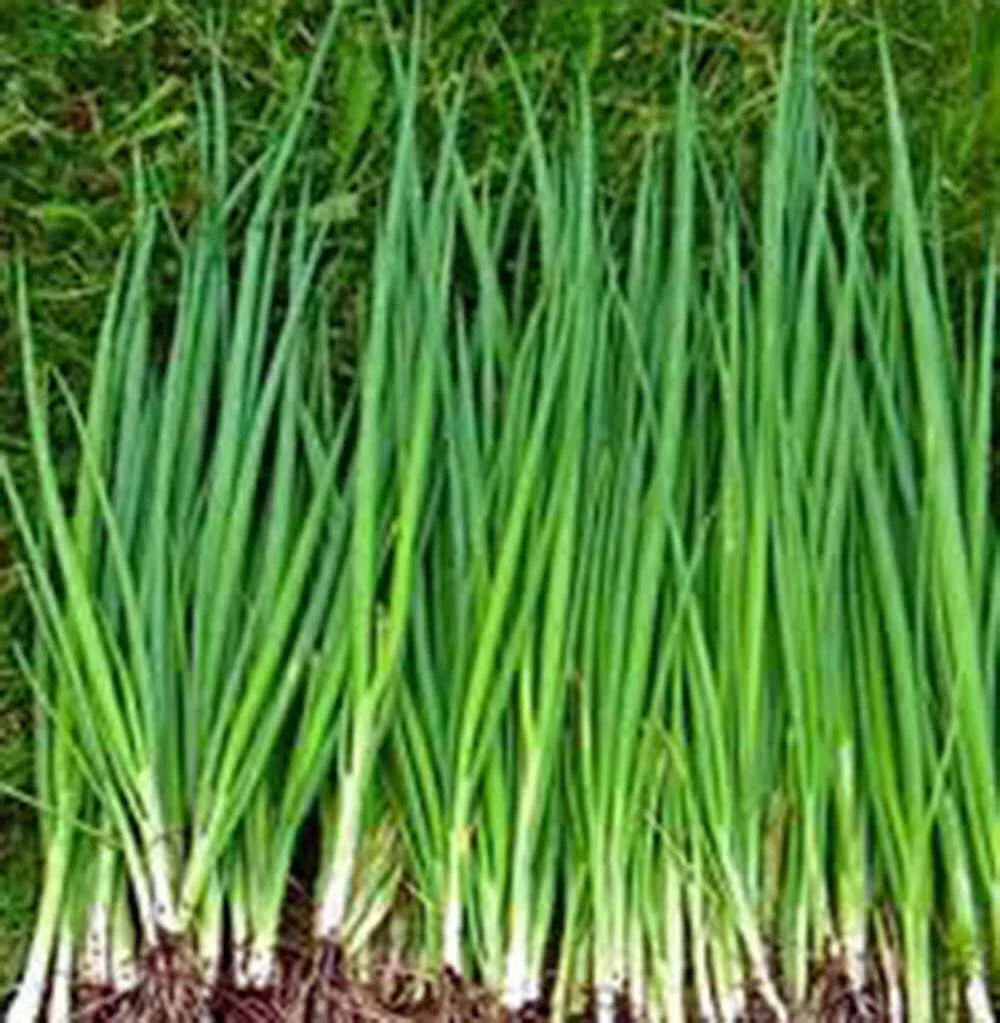 Tokyo Long White Onion Seeds - Heirloom Allium fistulosum - 100+ Seeds for Salads & Cooking