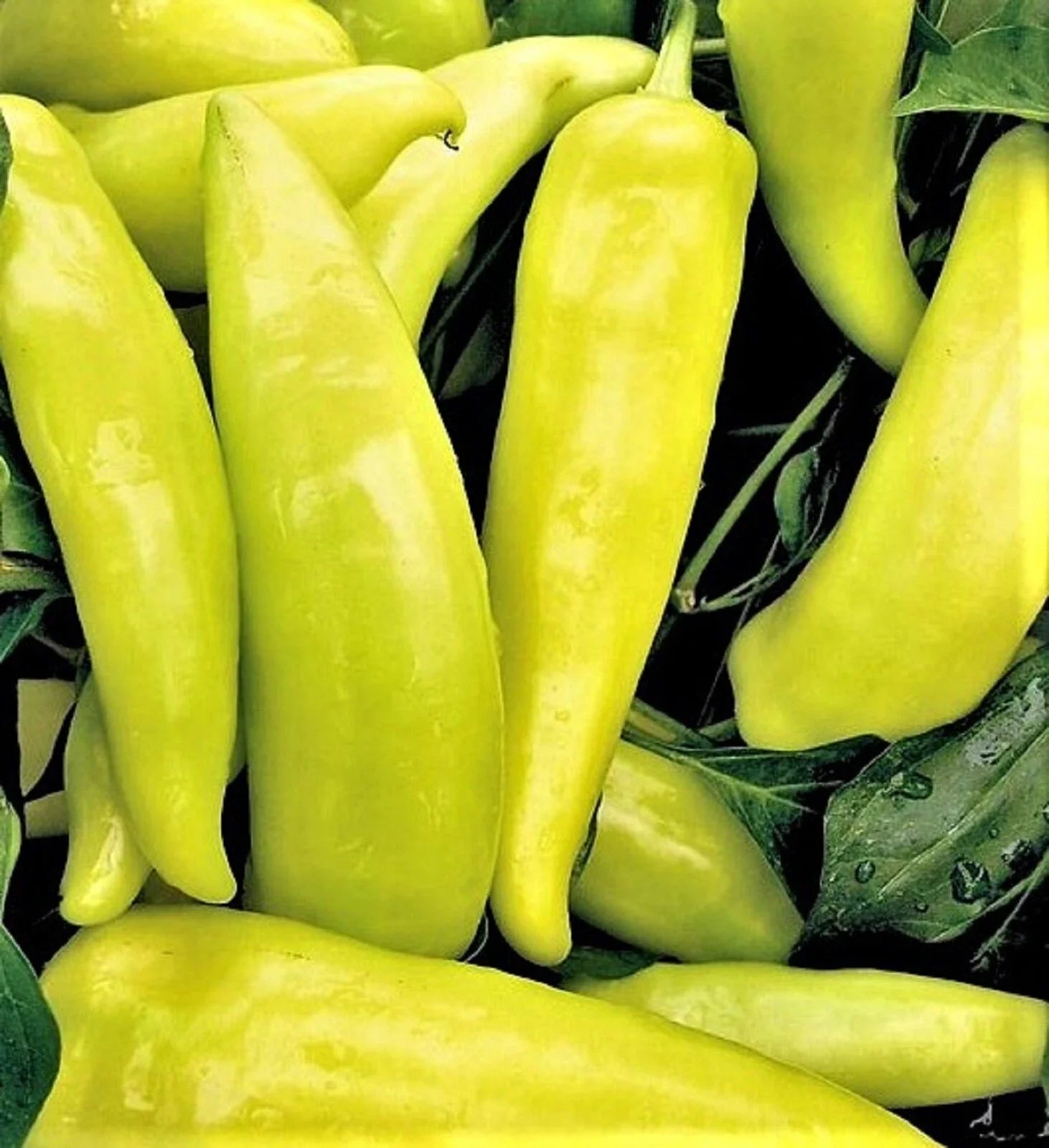 Hungarian Sweet Wax Pepper Seeds - Non-GMO, 100+ Seeds, Capsicum annuum, Sweet, Vibrant Peppers for Gardens and Containers