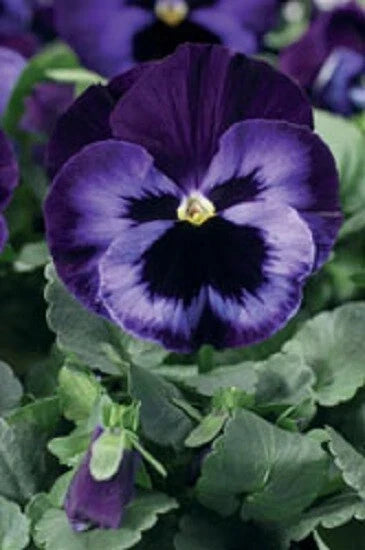 Pansy Seeds - 50 Pack Electrified Violet Viola tricolor Garden Flower for Borders & Containers