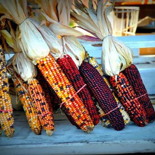 Indian Corn Seeds - 120+ Heirloom NON-GMO Zea Mays for Planting