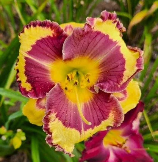 Daylily Live Plant - Hard Rock Candy Variety - Multicolored Blooms - Hemerocallis spp. Perennial Garden Flower
