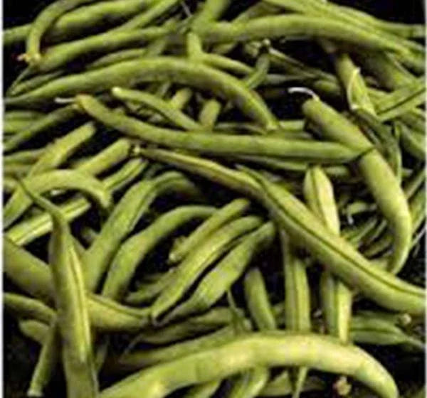 Heirloom Green Bean Seeds - Commodore Bush Variety, Non-GMO, Organic, 50+ Seeds, Phaseolus vulgaris, Compact Bush Growth