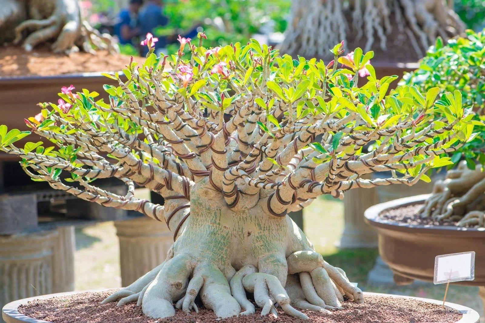 20 Rare Exotic Desert Rose Seeds - Adenium Obesum Mixed Colors for Bonsai Gardening, Drought-Tolerant, Indoor & Outdoor Planting