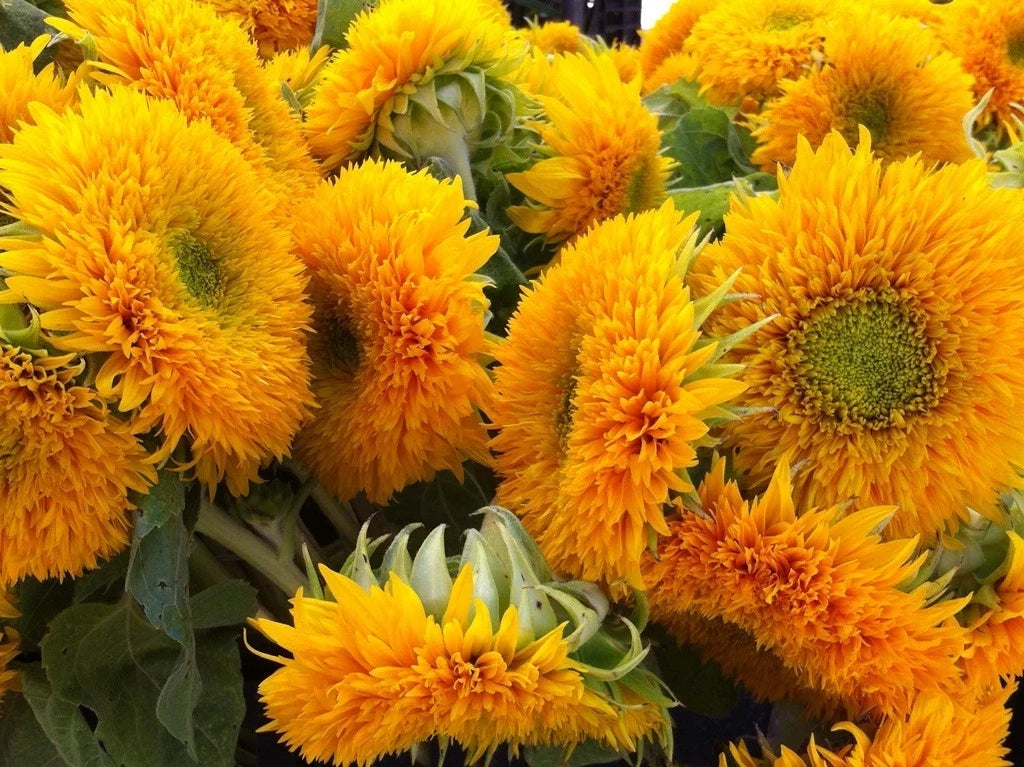 Teddy Bear Sunflower Seeds - 25 Count Packet - Fluffy Double Flowers - Helianthus annuus - Bright Yellow, Full Sun, Easy Grow