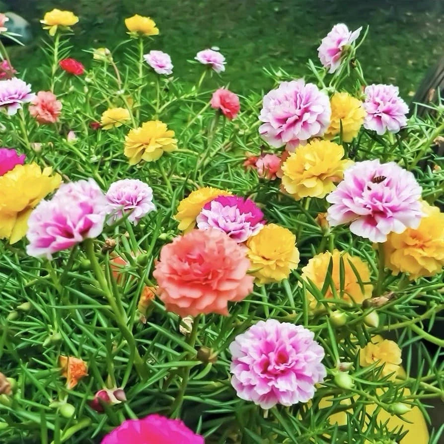 Moss Rose Seeds - 2000 Portulaca grandiflora Double Mix Garden Seeds for Sunny, Drought-Tolerant, Low-Maintenance Gardens