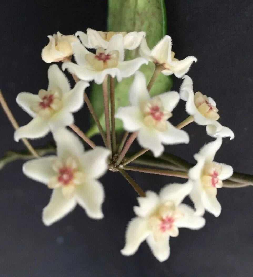 Hoya oblongacutifolia Rooted Houseplant 2.5" Pot Vining Green Foliage Non-Toxic