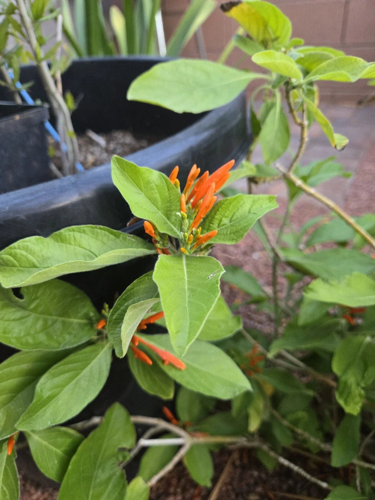 Orange Justicia Mexican Honeysuckle Cuttings - 3 Pieces, 4" - Justicia spicigera, Bright Orange Tubular Flowers
