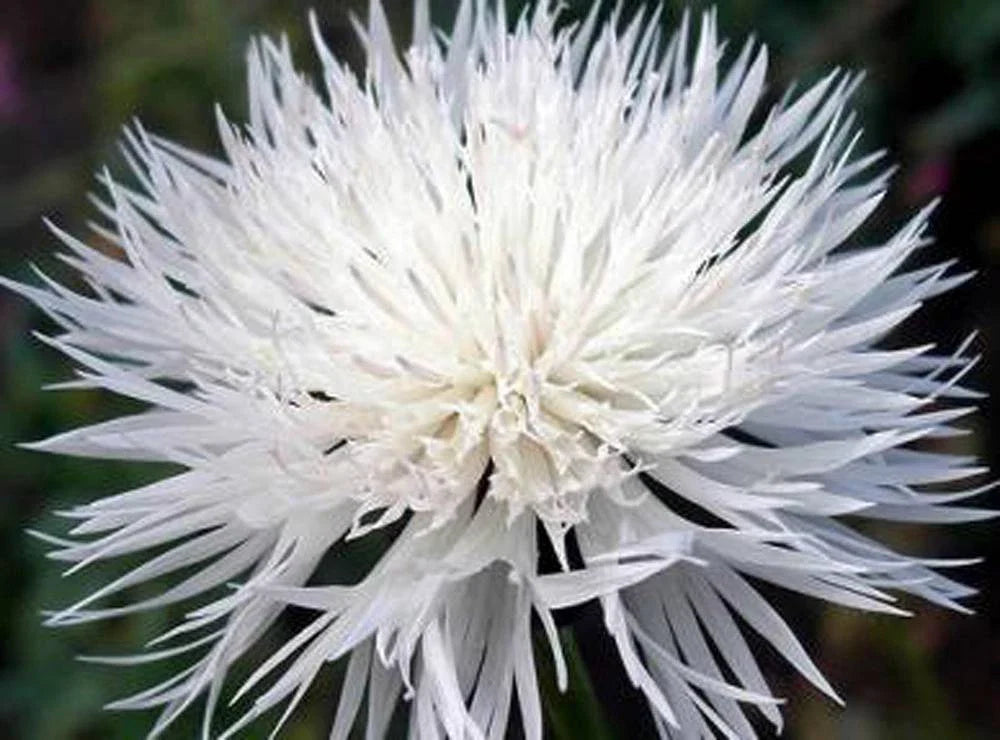Bachelor Button Seeds, 50 Count, Tall White Flowers, Centaurea cyanus, Easy to Grow, Pollinator Attracting, Wildflower Garden
