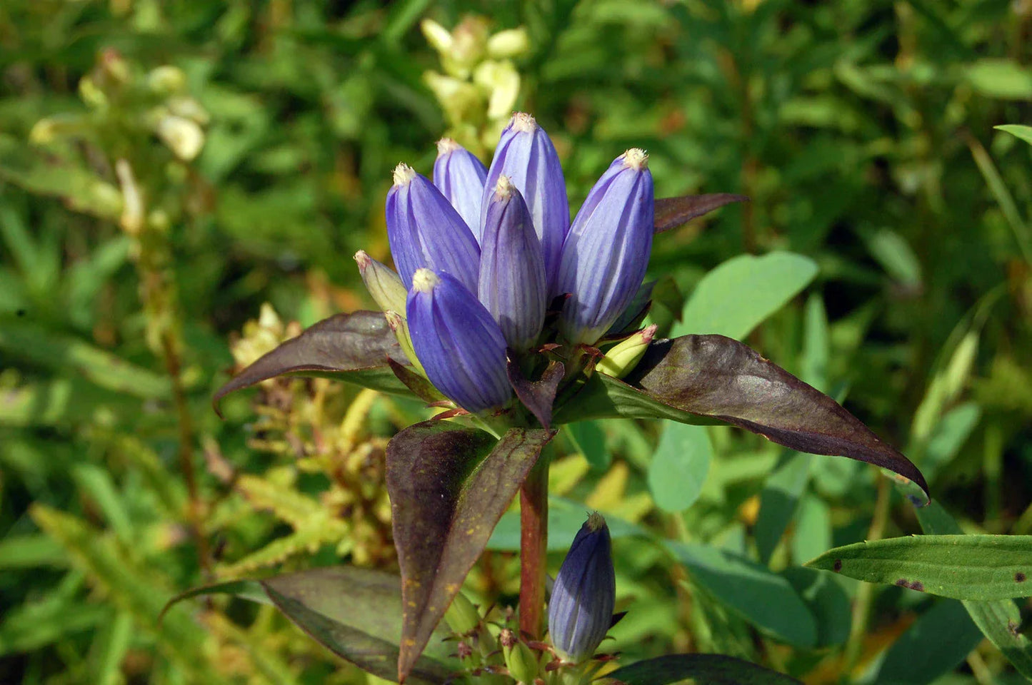 Bottle Gentian Seeds - 570 Count - Blue Perennial Flower Gentiana andrewsii