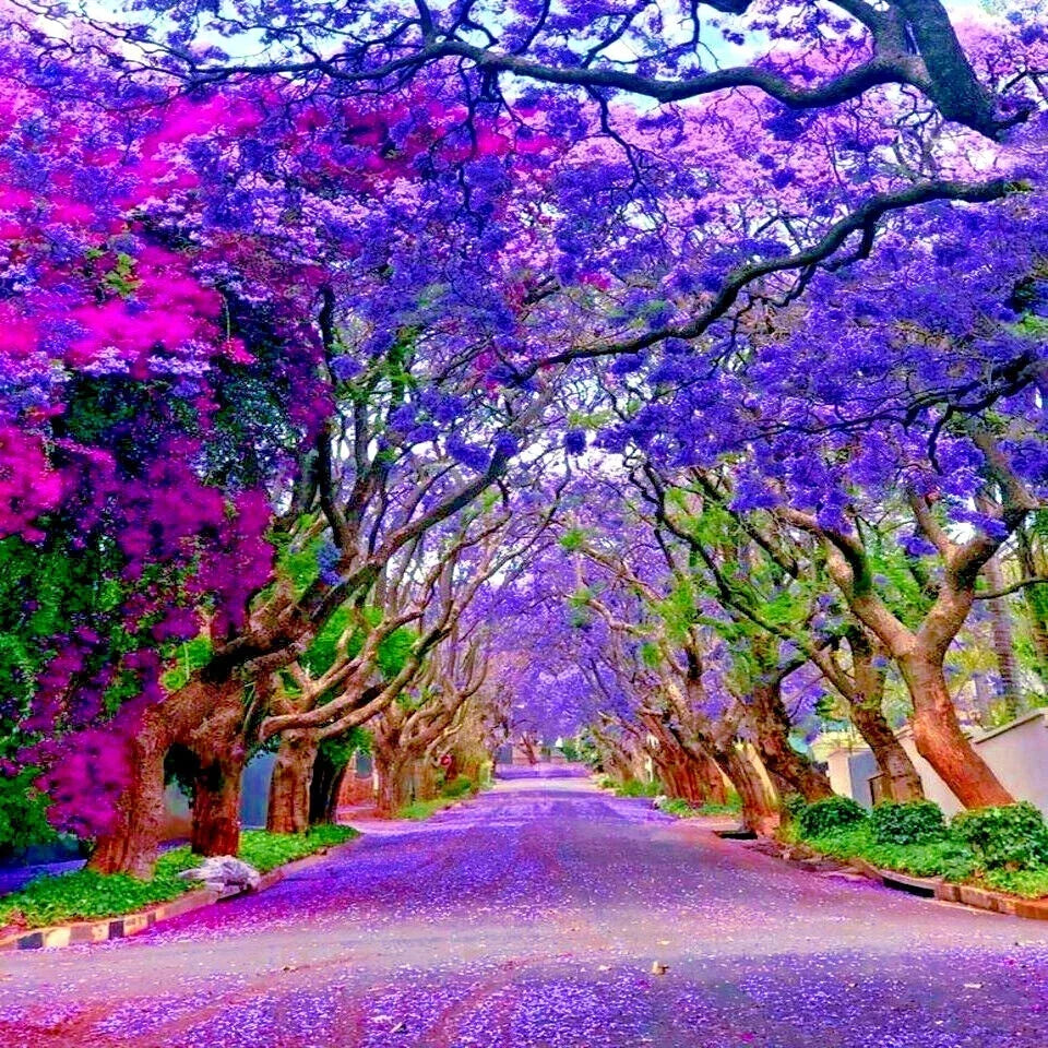 Jacaranda Fern Tree Seeds - Tropical Blue Flowers - Mimosifolia acutifolia - Ornamental Garden Plant Seeds