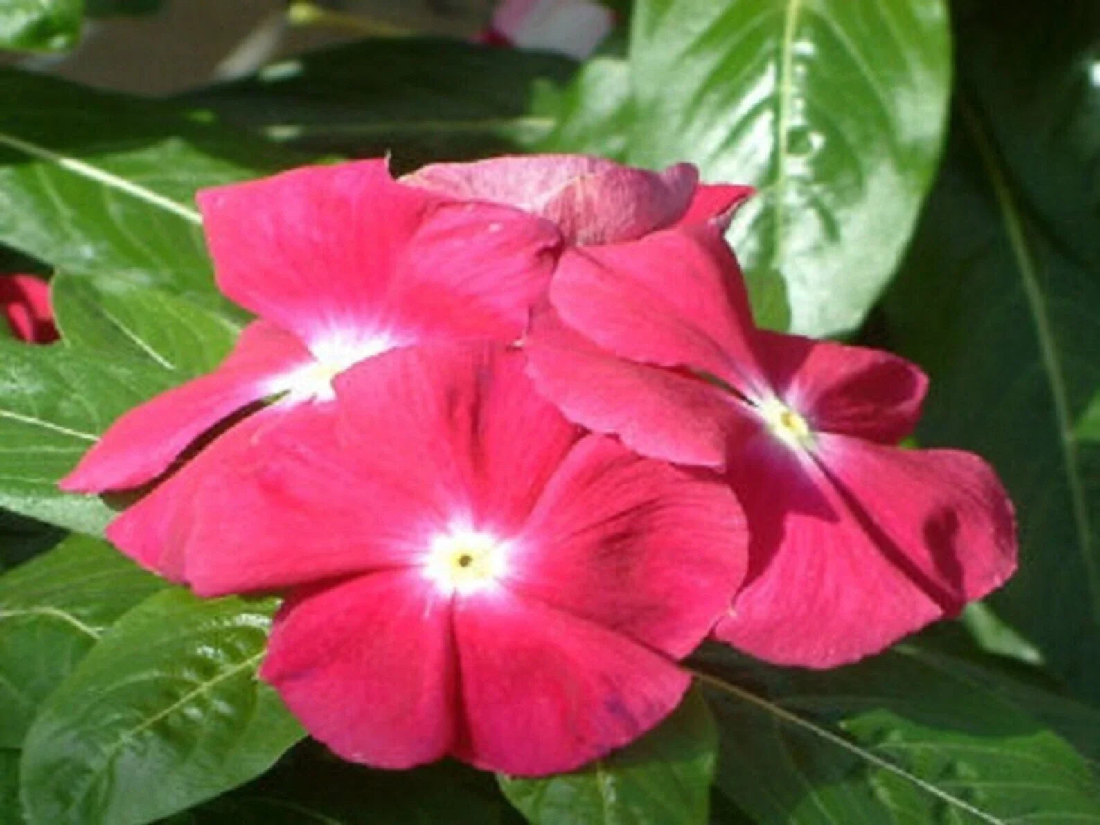 Vinca Seeds 5000 Count Sunsplash Cherry GL - Vibrant Flowering Catharanthus roseus for Landscaping