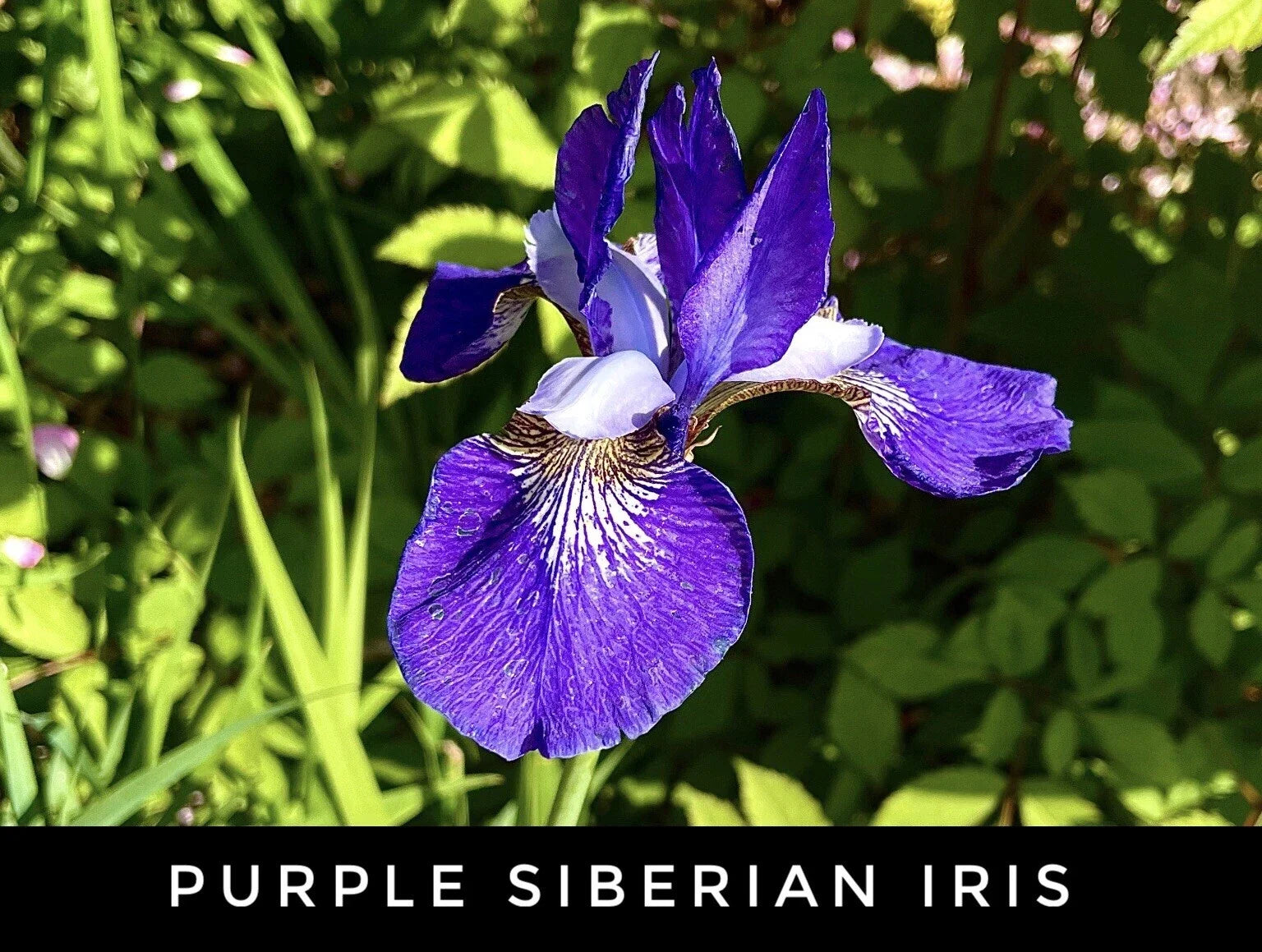 Live Purple Siberian Iris Bare Root Rhizomes | Perennial Plant | Iris sibirica | Vibrant Purple Flowers