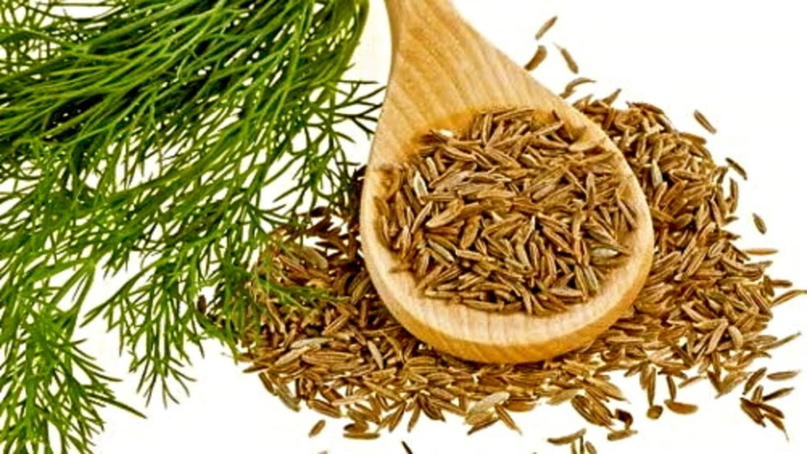 Organic Cumin Seeds - Culinary Grade, 50+ Seeds, Cuminum cyminum, Annual Herb for Cooking & Gardening