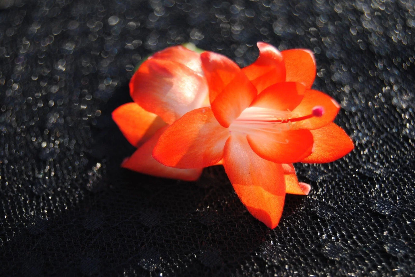 Christmas Cactus Starter Plant - Small Healthy Schlumbergera Truncata Succulent for Holiday Decor