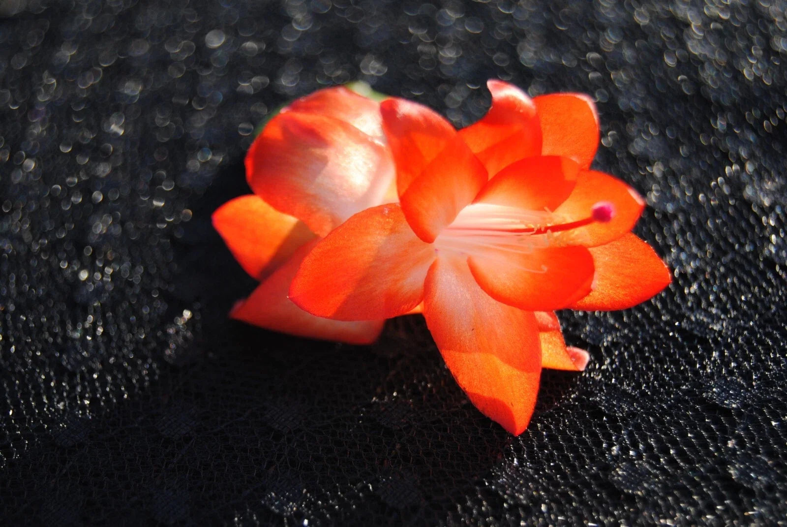 Christmas Cactus Starter Plant - Small Healthy Schlumbergera Truncata Succulent for Holiday Decor
