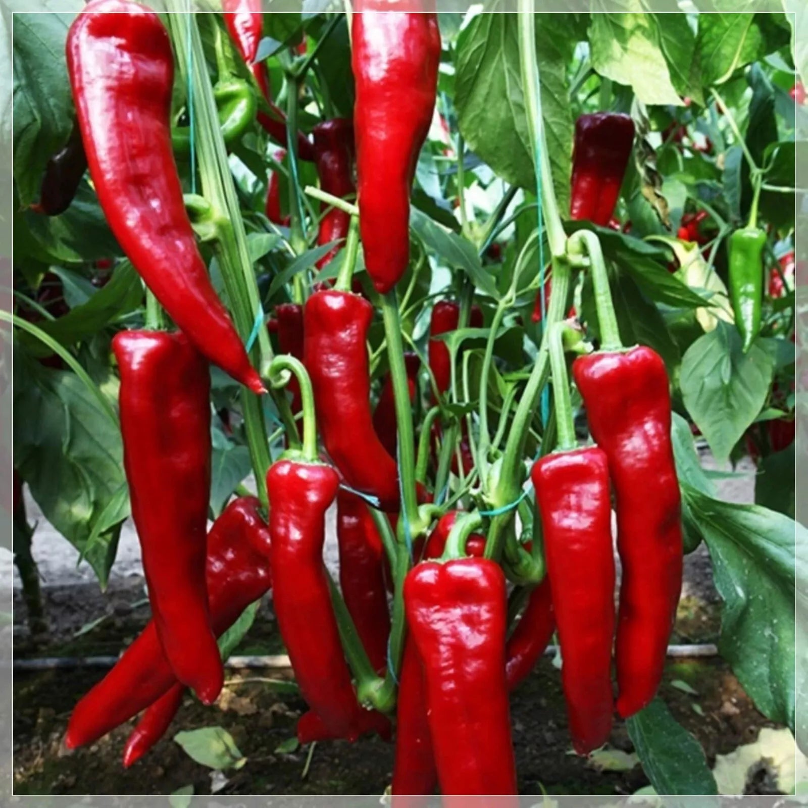 Organic Sweet Marconi Red Pepper Seeds - Heirloom Capsicum annuum for Large, Sweet Peppers, Frying & Fresh Eating, 30 Organic Seeds