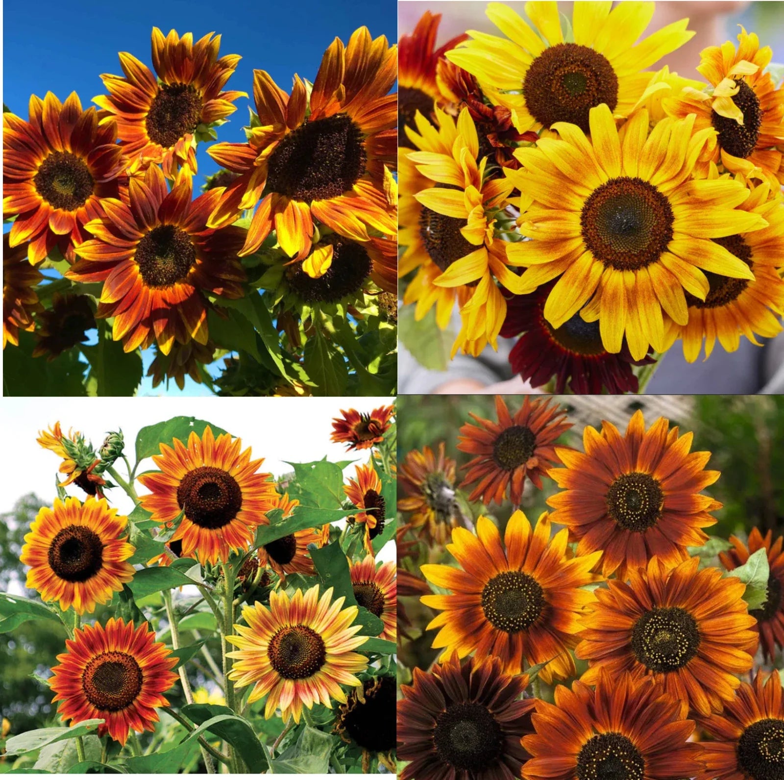 Sunflower Seeds - LANDSCAPER'S PACK Sunset Mix Tall Branching Helianthus annuus - 200 Seeds for Autumn Colors
